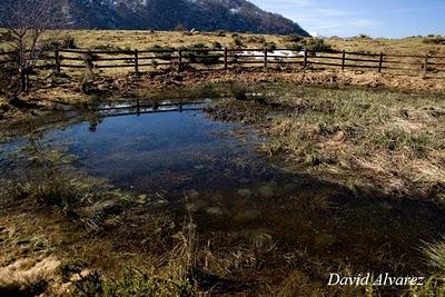 Efecto de la sobrecarga ganadera sobre los anfibios en los Picos de Europa