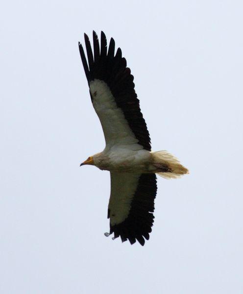 BUITRES Y ALIMOCHES-GYPS FULVUS Y NEOPHRON PERCNOPTERUS