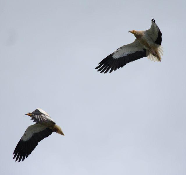 BUITRES Y ALIMOCHES-GYPS FULVUS Y NEOPHRON PERCNOPTERUS