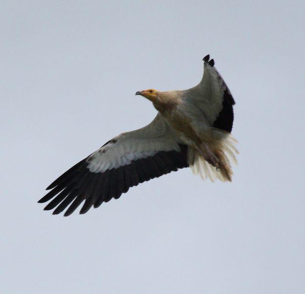 BUITRES Y ALIMOCHES-GYPS FULVUS Y NEOPHRON PERCNOPTERUS