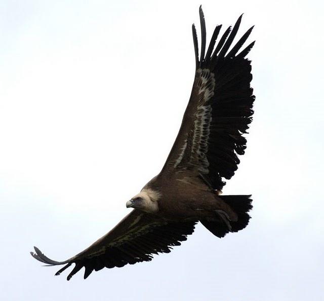 BUITRES Y ALIMOCHES-GYPS FULVUS Y NEOPHRON PERCNOPTERUS