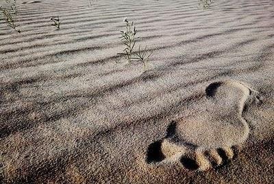 Días de blogs y rosas: resumen semanal