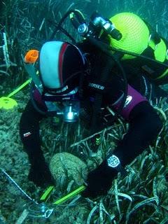 El gigante del Mediterráneo