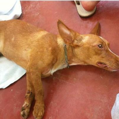 Acogida urgente, podenca atropellada con caderas fracturadas