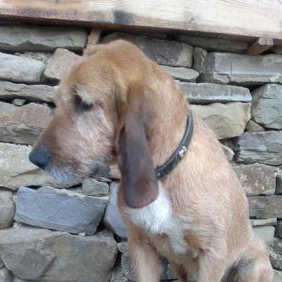 Foto: DESAPARECIDO!!!!! POR FAVOR AYUDADME A DIFUNDIR!! ESTE ES MI PERRO. SE LLAMA TICO. ES UN CRUCE DE SABUESO DE PELO DURO COLOR CANELA Y EL PECHO BLANCO. TIENE ALREDEDOR DE TRES AÑOS. HA DESAPARECIDO A 10 KM DE CERVERA DE PISUERGA, EN EL NORTE DE LA PROVINCIA DE PALENCIA.TIENE CHIP NÚMERO: 941000002869914 Y ADEMÁS LLEVA UN COLLAR VERDE CON SU NOMBRE Y MIS NÚMEROS DE TELÉFONO. ES DÓCIL AUNQUE ALGO CABEZOTA. NOOOOOOOOO APTO PARA LA CAZA!!!! NOOO!!  PIDO POR FAVOR COLABORACIÓN EN LA DIFUSIÓN PARA ENCONTRARLE. POR FAVOR!!! MIS TELEFONOS SON: 979 87 76 50 / 626 17 89 27 (PATRICIA)