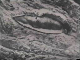 El primer genocidio de la historia.