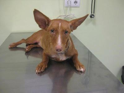 NINFA, podenquita atropellada con las caderas fracturadas por varios sitios.