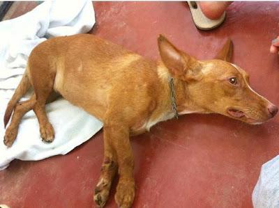 NINFA, podenquita atropellada con las caderas fracturadas por varios sitios.