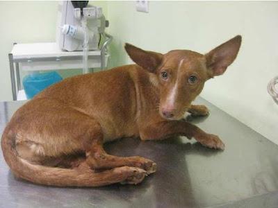 NINFA, podenquita atropellada con las caderas fracturadas por varios sitios.