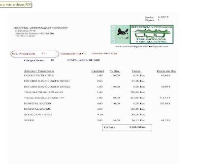 NINFA, podenquita atropellada con las caderas fracturadas por varios sitios.