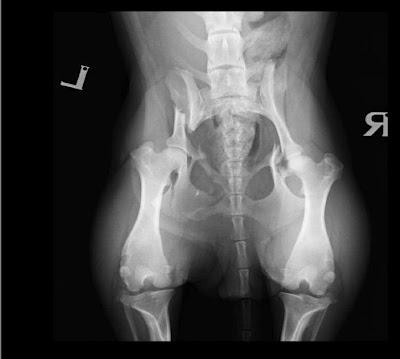 NINFA, podenquita atropellada con las caderas fracturadas por varios sitios.