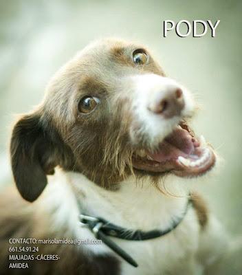 PODY, preciosa podenca en adopción.