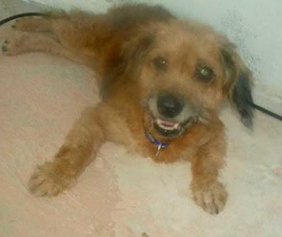 DAIRA PERRITA ANCIANA ABANDONADA AYUDA!! (ALICANTE)