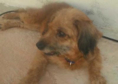 DAIRA PERRITA ANCIANA ABANDONADA AYUDA!! (ALICANTE)