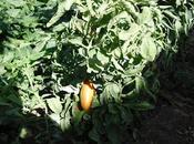 Tomate cornudo andes