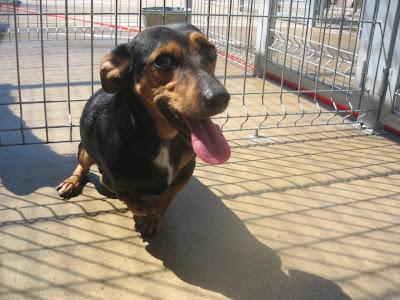 CRUCE DE RATONERA TULLIDITA ABANDONADA EN LA PERRERA DE HUESCA, (ARAGÓN)