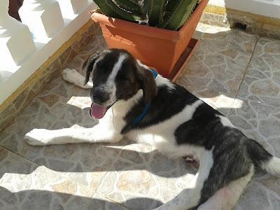 Otra vez el cachorro de mastín paralítico, se queda sin acogida. Murcia. QUE PENITA, NADIE EN MURCIA...!!