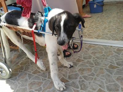 Otra vez el cachorro de mastín paralítico, se queda sin acogida. Murcia. QUE PENITA, NADIE EN MURCIA...!!