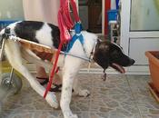 Otra cachorro mastín paralítico, queda acogida. Murcia. PENITA, NADIE MURCIA...!!