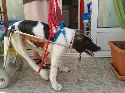 Otra vez el cachorro de mastín paralítico, se queda sin acogida. Murcia. QUE PENITA, NADIE EN MURCIA...!!