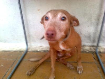 PODENCA ABUELITA CON UN BULTO. (SEVILLA)