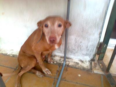 PODENCA ABUELITA CON UN BULTO. (SEVILLA)
