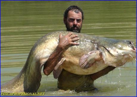 SILURO DE MEQUINENZA GUIAS DE PESCA DEL SILURO EN MEQUINENZA