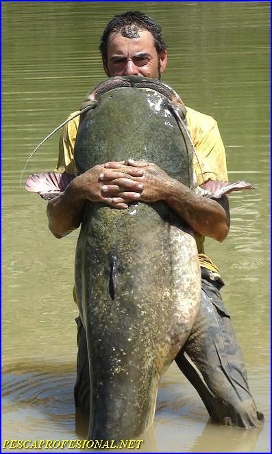 GUIAS DE PESCA DEL SILURO EN EL RIO EBRO GUIAS DE PESCA DEL SILURO EN MEQUINENZA