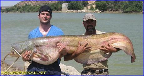 PESCA GUIADA DEL SILURO AL PELLETS GUIAS DE PESCA DEL SILURO EN MEQUINENZA