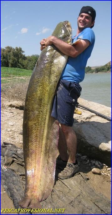 GUIAS DE PESCA DEL SILURO EN MEQUINENZA GUIAS DE PESCA DEL SILURO EN MEQUINENZA