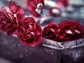 Volvere tocar rosas...