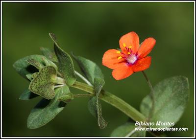 Anagallis arvensis L.