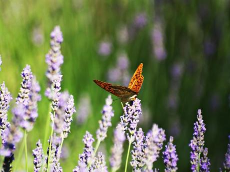 Con aromas de lavanda en la Provenza