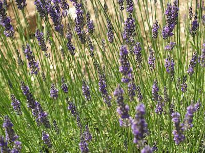 Con aromas de lavanda en la Provenza