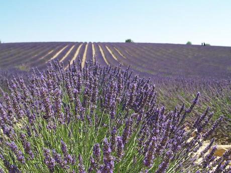 Con aromas de lavanda en la Provenza