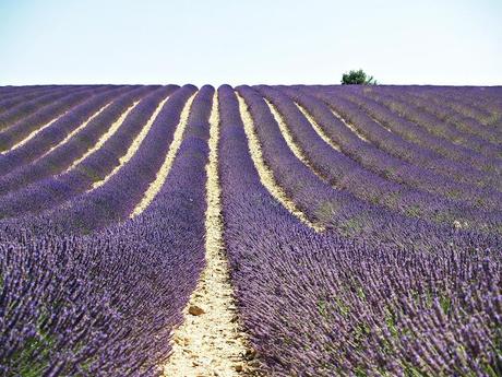 Con aromas de lavanda en la Provenza Con aromas de lavanda en la Provenza