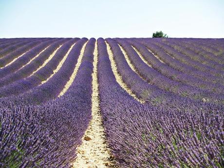 Con aromas de lavanda en la Provenza