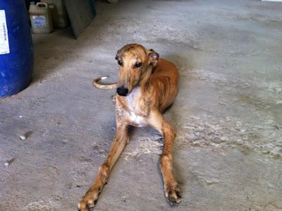 Colón, cachorrón galgo abandonado. Le han quitado el chip a navaja!!! (Sevilla)