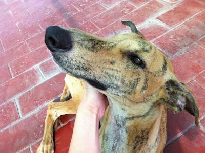 Colón, cachorrón galgo abandonado. Le han quitado el chip a navaja!!! (Sevilla)