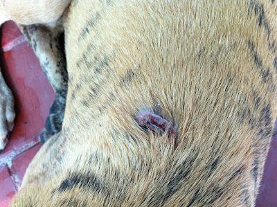 Colón, cachorrón galgo abandonado. Le han quitado el chip a navaja!!! (Sevilla)