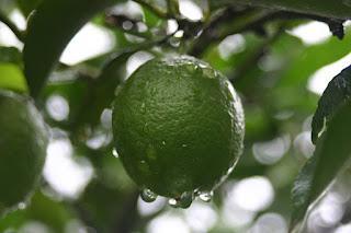limon