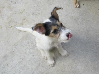 PRECIOSA Y TIERNA CACHORRA EN PELIGRO.