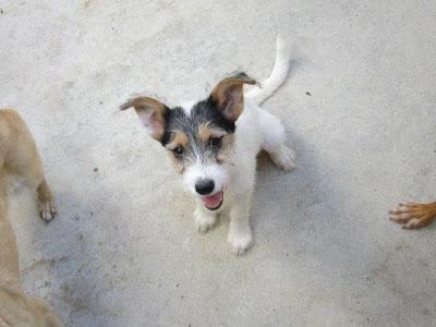 PRECIOSA Y TIERNA CACHORRA EN PELIGRO.