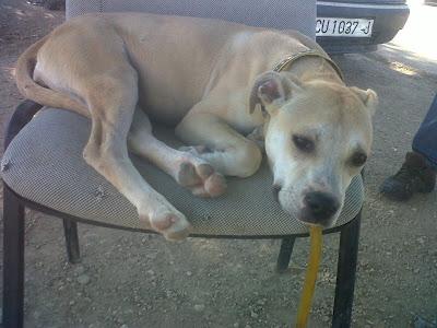 ES HOY!! CARLA SERA SACRIFICADA EL MARTES EN LA PERRERA. POR FAVOR AYUDA PARA SALVARLA.
