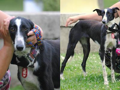 Africa, preciosa galga en adopción.