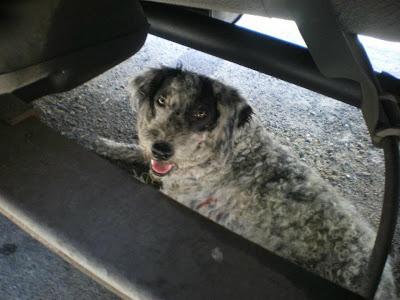 AGUAS y VIDA, mamá e hija. VIDA está muy grave S.O.S para ellas!!