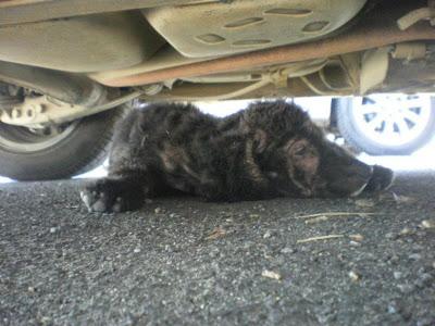 AGUAS y VIDA, mamá e hija. VIDA está muy grave S.O.S para ellas!!