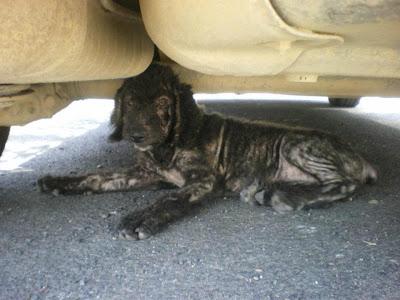 AGUAS y VIDA, mamá e hija. VIDA está muy grave S.O.S para ellas!!