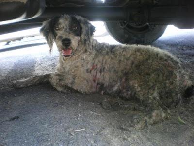 AGUAS y VIDA, mamá e hija. VIDA está muy grave S.O.S para ellas!!