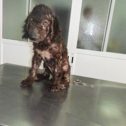 Foto: Estas son aguas y vida, 2 perritas, medio muertas en el aquopolis, vida esta ingresada a la espera de analiticas, su estado ees grave, no come, y no puede ni levantar la cabeza, necesitamos ayuda economica para esta familia e incluso una casita de acogida, para su recuperacion,  Si queréis ayudar, no a nosotros, sino a ellos, los animales, podéis ingresar vuestro donativo en el numero de cuenta del Banco Santander:   CCC 0049-1861-11-2210235578   IBAN ES23 0049 1861 1122 1023 5578  contacto vargas_laffore@hotmail.com.